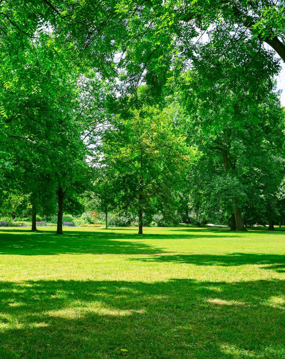 Forestry applications of FAE machinery such as forestry mulcher and more